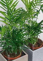 Хамедорея Элеганс 12/45 см в OJO