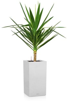 Юкка Пак в CANTO STONE HIGH 30, белый песок