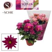 Хризантема Маргарита фиолетовая (scenza) d13 см h25 см