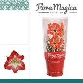 Гиппеаструм Exotic Striped Flora Magica 1 ствол d12 см h20 см тип 2