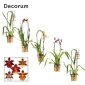 Орхидея Камбрия Каскад (decorum) d12 см h55 см Орхидея Камбрия Каскад (decorum) d12 см h55 см