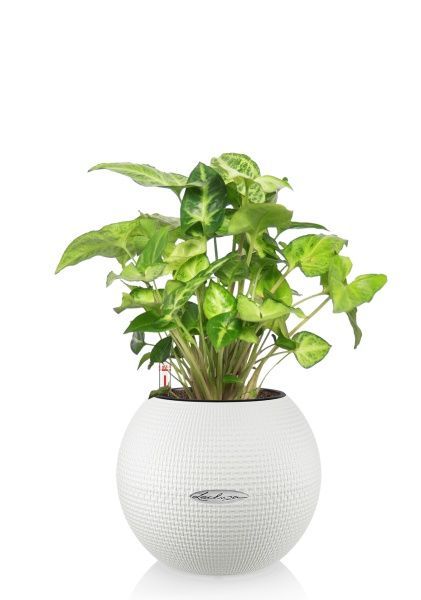 Сингониум в PURO 20