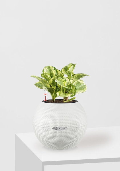 Пеперомия Голден Гейт 14/20 см в PURO 20