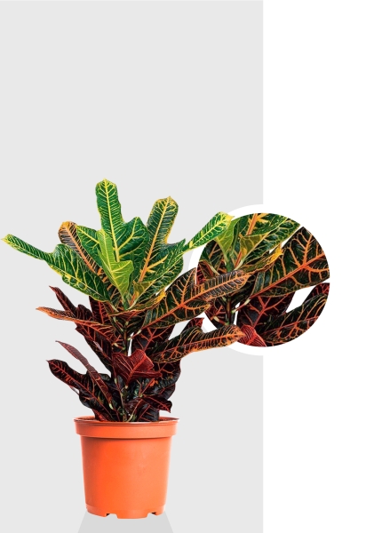 Кротон (Кодиеум) Экселент 17/50 см Кротон (Кодиеум) Экселент 17/50 см