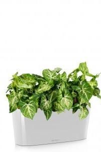 Сингониум DELTA 20/40 см, Белый блестящий