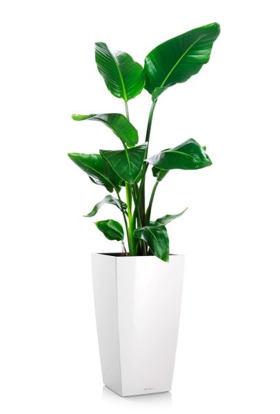 Стрелиция Николай 19/90 в CUBICO 30 Стрелиция Николай 19/90 в CUBICO 30