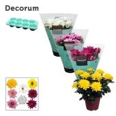 Хризантема Грандеза Маргарита микс d13 см h25 см