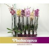 Фаленопсис 2 ствола Taiwan Mix 16+ (phalaenova) d12 см h75 см