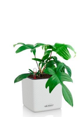 Филодендрон Флорида Грин 12/25 см в CUBE COLOR 14, белый