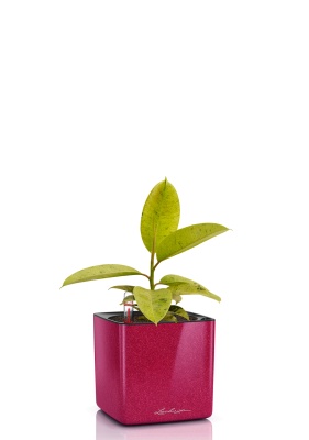 Фикус Эластика Шривериана 12/30 см CUBE GLOSSY KISS 14, вишнево-розовый блестящий Фикус Эластика Шривериана 12/30 см CUBE GLOSSY KISS 14, вишнево-розовый блестящий