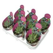 Хавортия Папиллоса d10.5 см h12.5 см