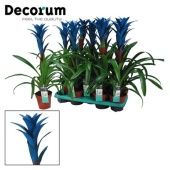 Гузмания Ocean Blue (decorum) d13 см h55 см