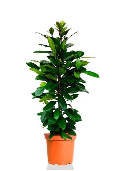 Фикус Циатистипула d24 см h120 см