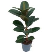 Фикус Эластика Робуста 1 ствол d17 см h60 см