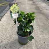 Хедера Хеликс плющ Arbori Compact d17 см h35 см