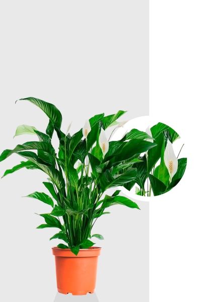 Спатифиллум Свит 24/110 см