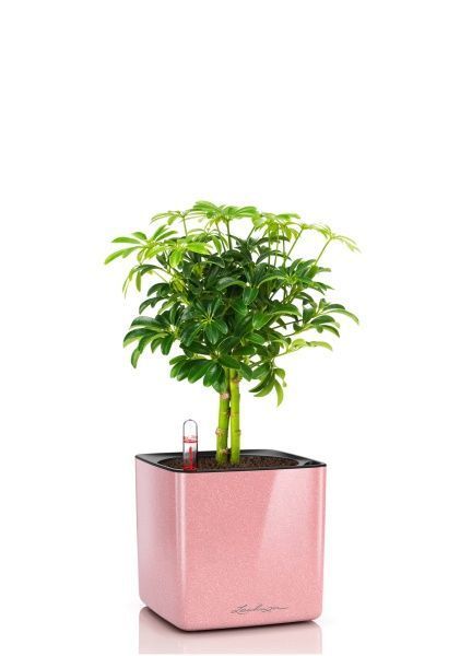 Шеффлера компакта на штамбе 12/40 см в CUBE GLOSSY KISS 14