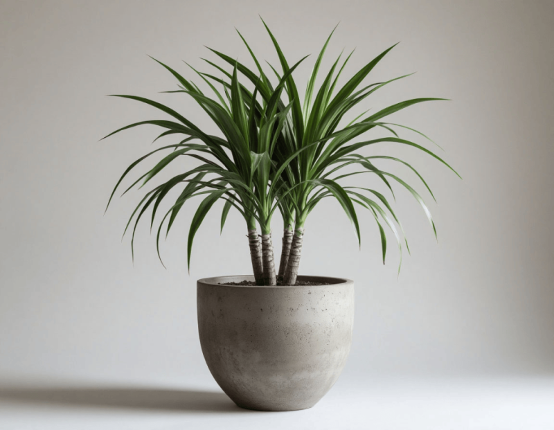 Какой горшок нужен для драцены?