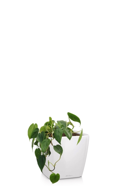 Филодендрон Сканденс 17/30 см в QUADRO LS 21 Филодендрон Сканденс 17/30 см в QUADRO LS 21