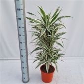 Драцена Вайт Страйп бранч разветвленная d24 см h110 см