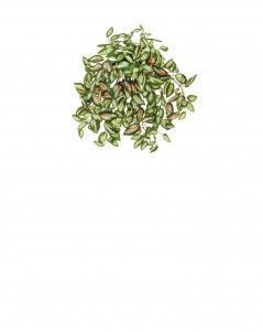 Дэнс Хойя ампельная светло-зелёная с розовым