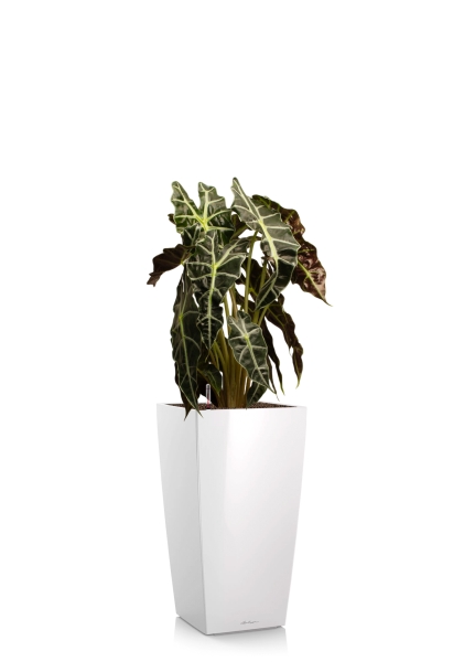 Алоказия Полли 17/50 см в CUBICO 22