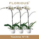 Фаленопсис 1 ствол White 10+ In Ceramic (florious) d15 см h110 см Фаленопсис 1 ствол White 10+ In Ceramic (florious) d15 см h110 см