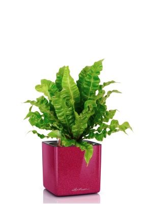 Асплениум Криспи в CUBE GLOSSY KISS 14, вишнево-розовый блестящий