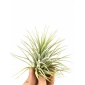 Тилландсия Ionantha Groen d5 см h5 см Тилландсия Ionantha Groen d5 см h5 см