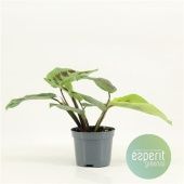 Маранта Kerchoveana d8.5 см h25 см Маранта Kerchoveana d8.5 см h25 см