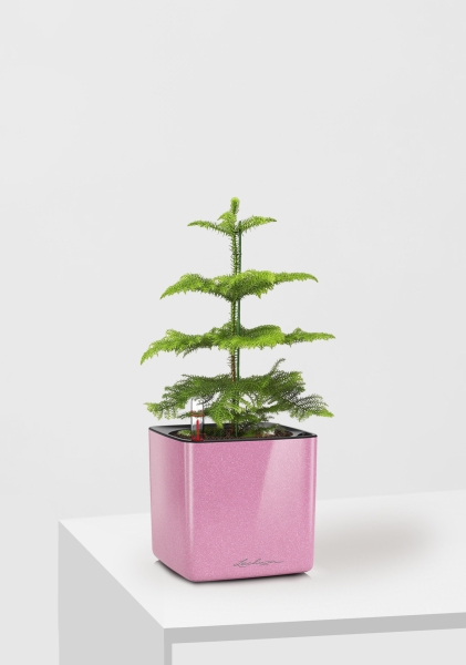 Араукария 1 ствол 10/30 см в CUBE GLOSSY KISS 14