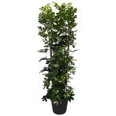 Шеффлера Голд Капелла d35 см h195 см