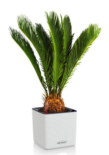 Цикас Революта 14/60 см в CUBE COLOR 16