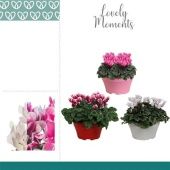 Цикламен Lovely Moments Mix d22 см h30 см тип 1