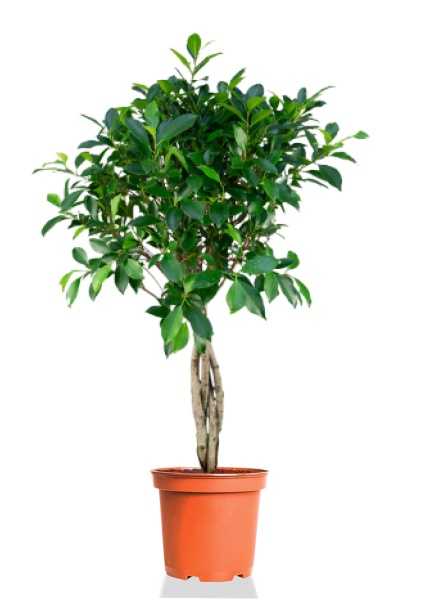 Фикус Нитида на двойном стволе d24 см h100 см