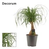 Нолина 1 ствол (декорум) d19 см h55 см тип 1