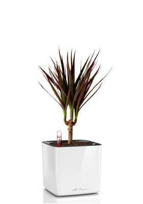 Драцена Маргината Маджента 1 ствол 12/40 см в CUBE GLOSSY 14, белый блестящий