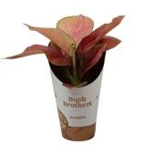 Аглаонема Фар Стар "Fire Star" 12/30 см Аглаонема Фар Стар "Fire Star" 12/30 см