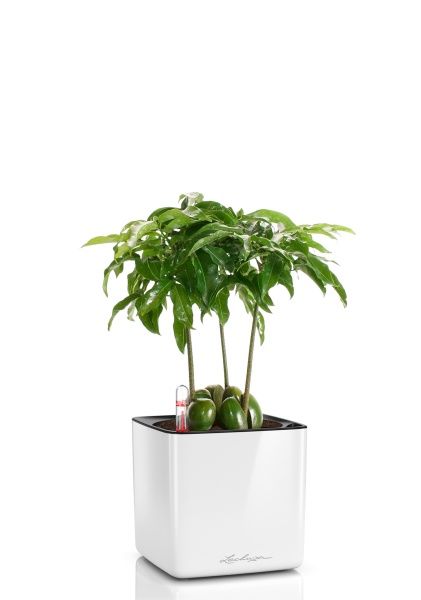 Кастаноспермум в CUBE GLOSSY 14