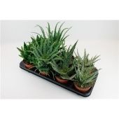 Алоэ Микс d12 см h15 см