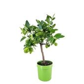 Цитрус Лайм на стволе d21 см h80 см