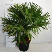 Трахикарпус Форчуна d40 см h170 см