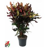 Кротон Кодиеум Мамми бранч d24 см h90 см Кротон Кодиеум Мамми бранч d24 см h90 см