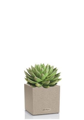 Эхеверия Цветной микс в CANTO STONE 14, светло-бежевый