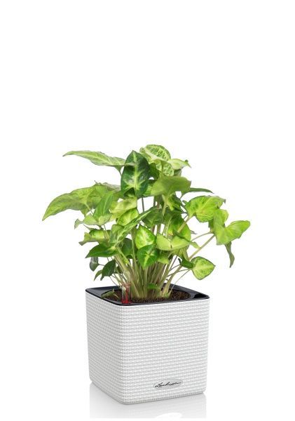 Сингониум в CUBE COLOR 14