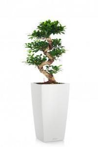 Фикус бонсай CUBICO 30/120 см, белый Фикус бонсай CUBICO 30/120 см, белый