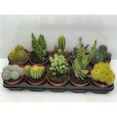 Кактусы микс d12 см h10 см тип 2 Кактусы микс d12 см h10 см тип 2