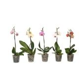 Фаленопсис 1 ствол Mix Short 6+ (van Geel) d12 см h45 см