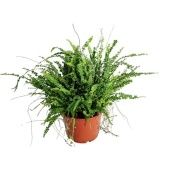 Нефролепис Дуффи d17 см h40 см