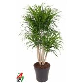 Драцена Анита вариегатная бранч разветвленная d27 см h120 см